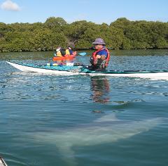 Z-Gift Voucher-Dolphin Sanctuary and Ships Graveyard Kayak Tour